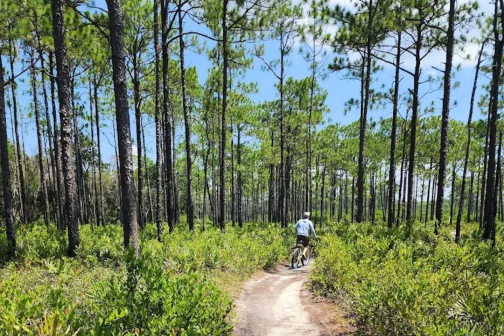 Cyclist on a forest trail near Grayton Beach